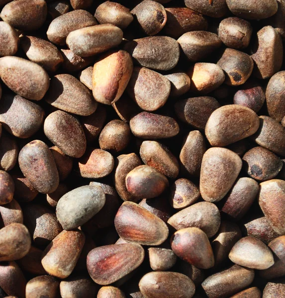 stock image Pine nuts background, brown natural texture