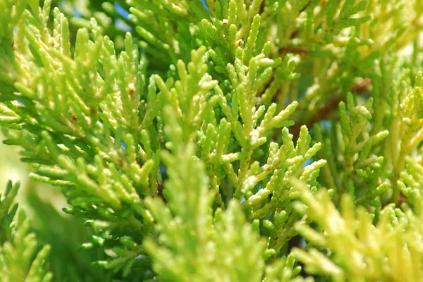 stock image Green branches plant texture - nature background close up