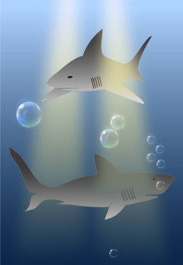 okyanus - deniz yırtıcı köpekbalığı