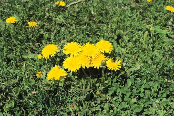 Coltsfoot bloom on green background , Tussilago farfara — Stock Photo, Image