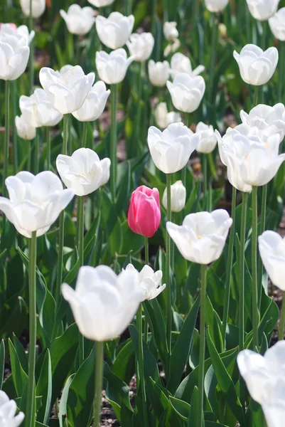 One pink tulip on white tulips in background — Stock Photo, Image