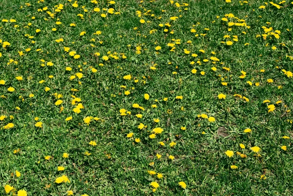 Podběl květ na zeleném pozadí, tussilago farfara — Stock fotografie