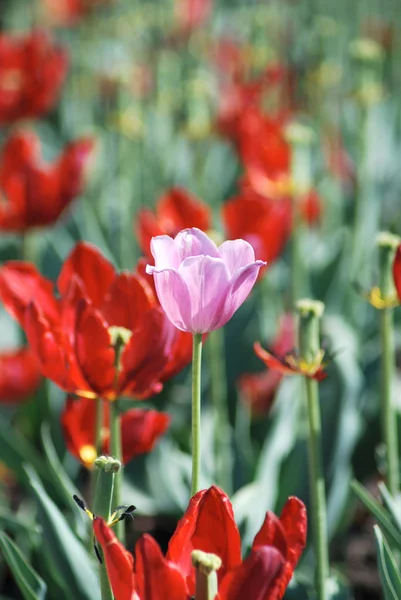 stock image One pink tulip on red tulips in background