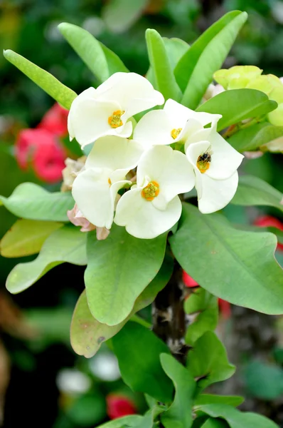 यूफोरबिया मिली फूल — स्टॉक फ़ोटो, इमेज