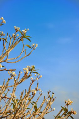 Frangipani (Plumeria)