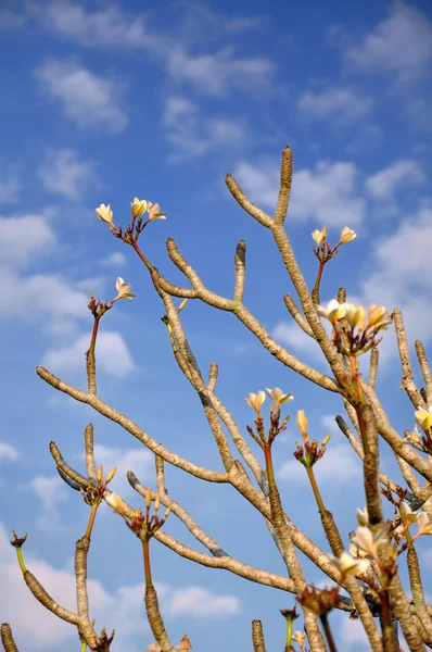 Frangipani (Plumeria) — Foto de Stock