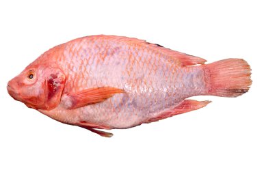 Red fish clipart