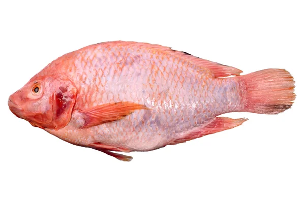 Ikan merah — Stok Foto