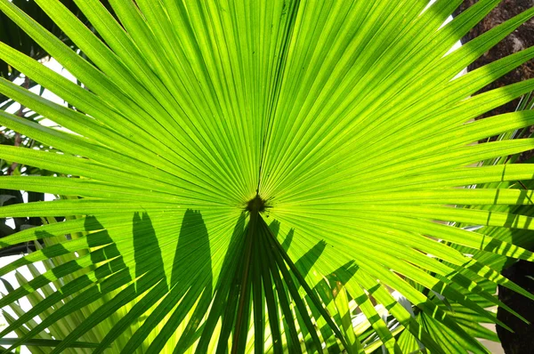 Vegetação tropical frondes de palmeira verde — Fotografia de Stock