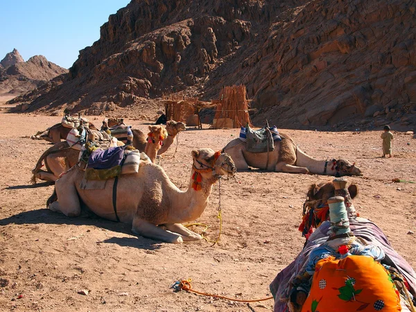 stock image Camels seating against a mounting background