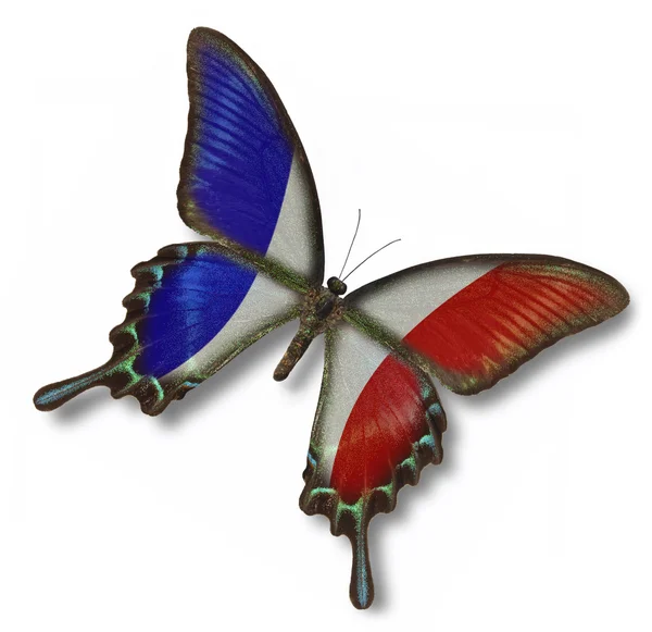 France flag on butterfly — Stock Photo, Image