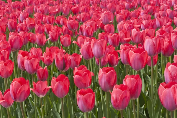 stock image Tulips