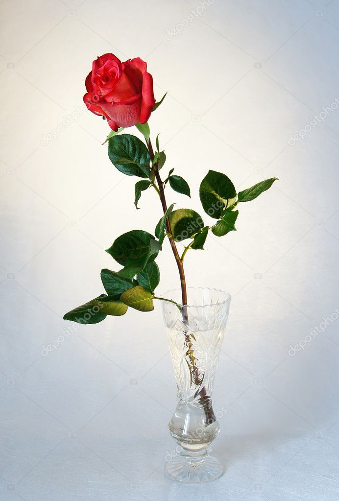 Single Red Rose In A Crystal Vase Stock Photo C A Poselenov 8199864