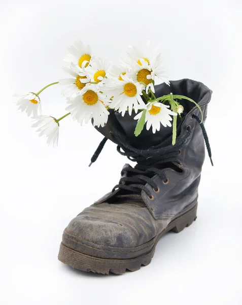 Old army boot and bouquet of chamomiles in it against the white background