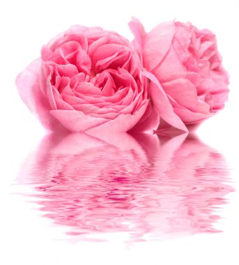 beyaz zemin üzerine taze gül