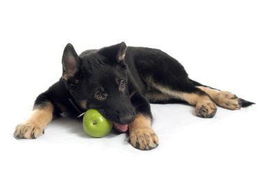 çoban köpeği yavru