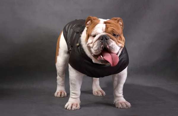 Die englische Bulldogge auf farbigem Hintergrund — Stockfoto