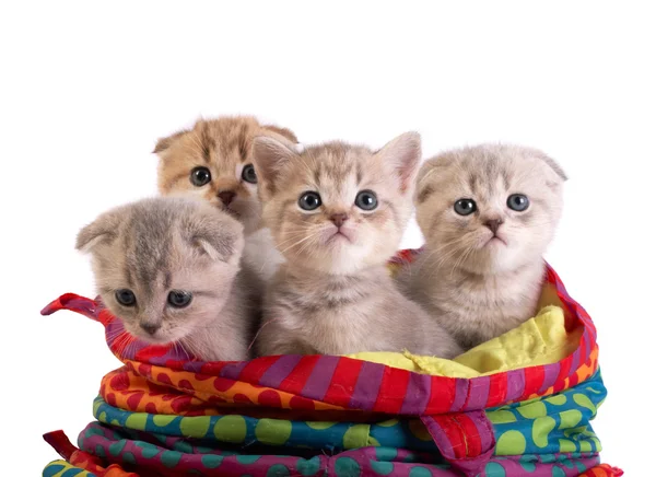 De kittens — Stockfoto