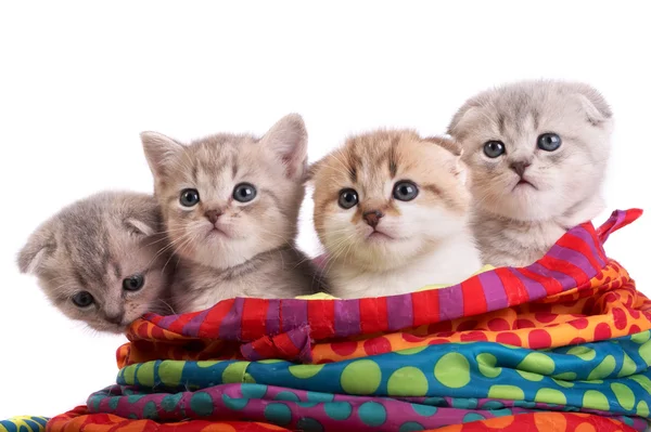 Gatinhos sentam-se em um saco — Fotografia de Stock
