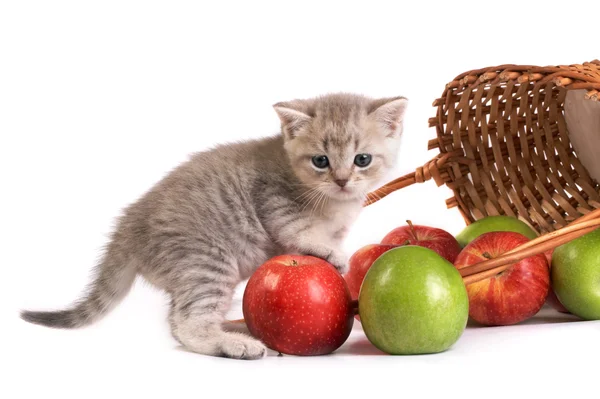 Kitten and a basket with apples — Stock Photo, Image