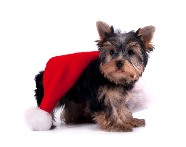 Yorkshire Terrier — Stockfoto