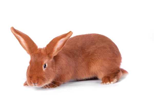 Красный кролик на белом фоне — стоковое фото