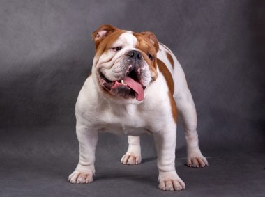 İngilizce bulldog