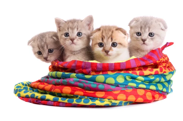 Котята сидят в сумке — стоковое фото