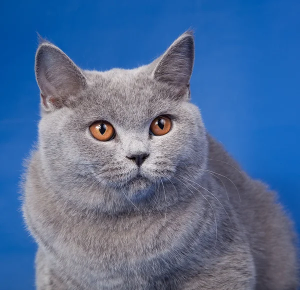 Britisches Kätzchen auf blauem Hintergrund — Stockfoto