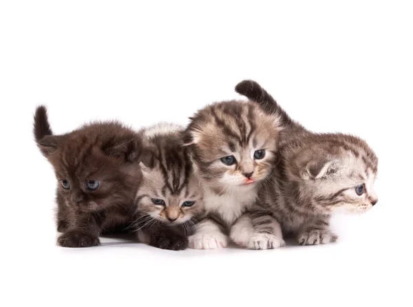Scottish fold kittens on white background — Stock Photo, Image