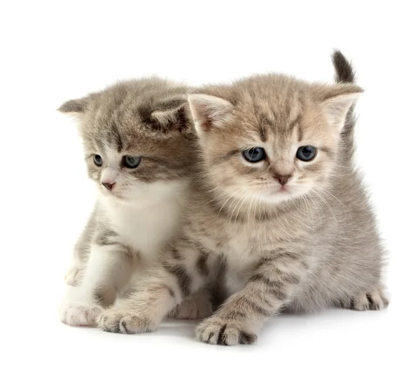 De kittens speelt op een witte achtergrond — Stockfoto