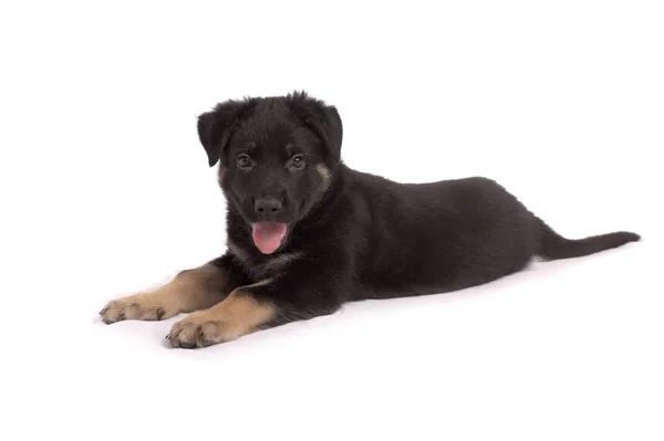 Får, hund valp på en vit bakgrund — Stockfoto
