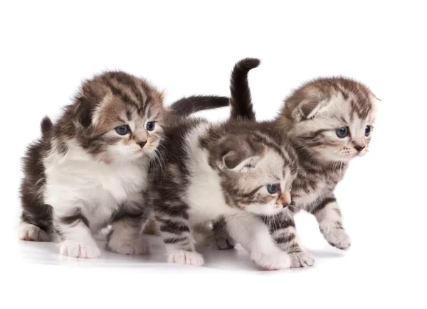 The kittens plays on a white background — Stock Photo, Image