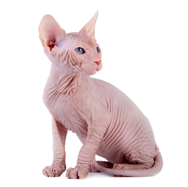 The Canadian sphynx on a white background — Stock Photo, Image