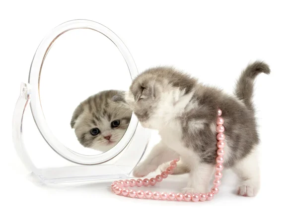 O gatinho olha em um espelho Imagem De Stock
