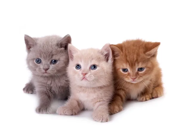 Drie kittens op een witte achtergrond Stockfoto