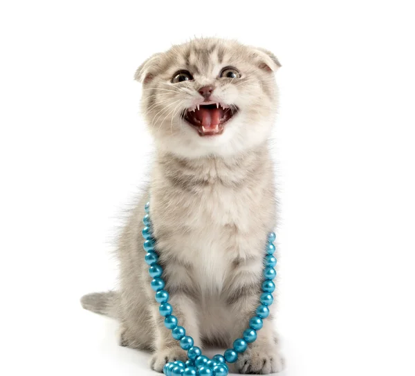 白い背景の上のスコティッシュフォールド子猫 — ストック写真