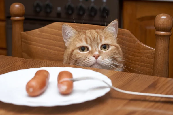 Le chat rouge vole la saucisse dans une assiette — Photo