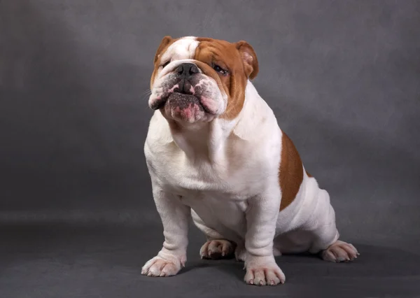 De Engels bulldog op een achtergrond in kleur — Stockfoto
