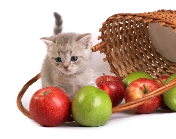 Котенок и корзина с яблоками — стоковое фото