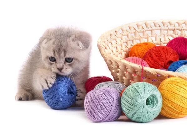 stock image The kitten plays on a white background