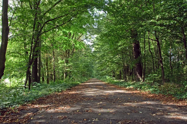 stock image Park alley in autumn.