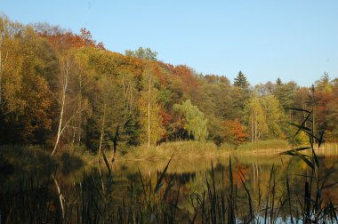 Forest lake yakınlarında