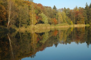 Forest lake yakınlarında