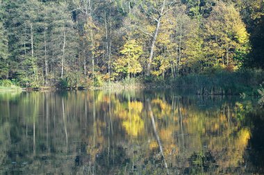 Forest lake yakınlarında