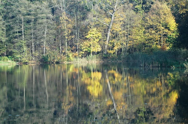 stock image Forest near lake