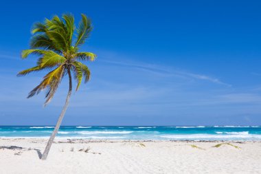 Coconut Palm Tree on the Tropical Beach, Dominican Republic clipart