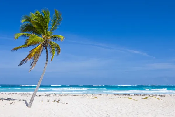 Palmy kokosowe drzewo na tropikalnej plaży, Dominikana — Zdjęcie stockowe