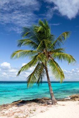 palmiye ağacı tropikal plaj, saona adadan, Karayip Denizi