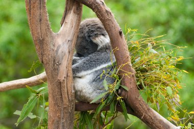 Koala ağaçta uyuyor.